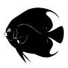 Anglefish Ink Silhouette