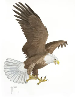 BALD EAGLE