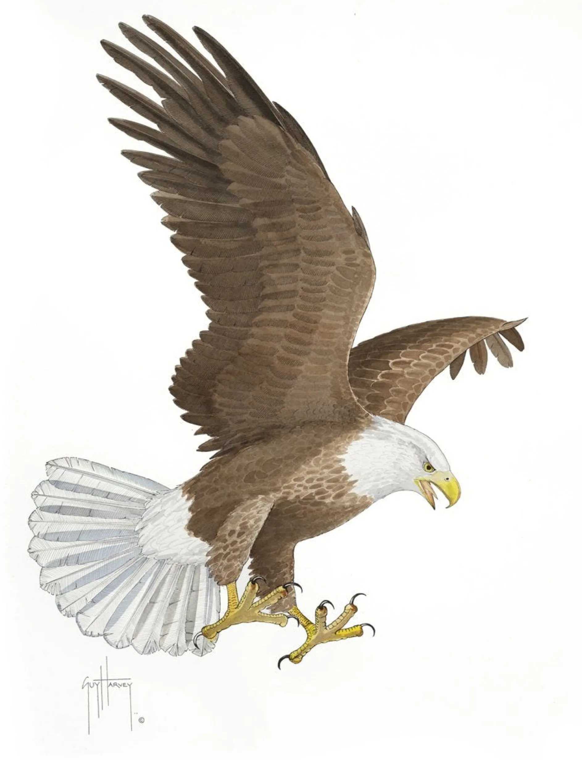 BALD EAGLE
