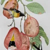Bananaquits on Ackee