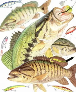 Bass Collage