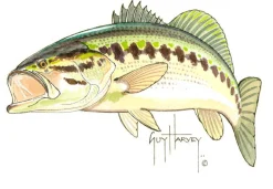 Bass Emb.