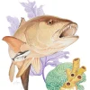Big Cubera Snapper