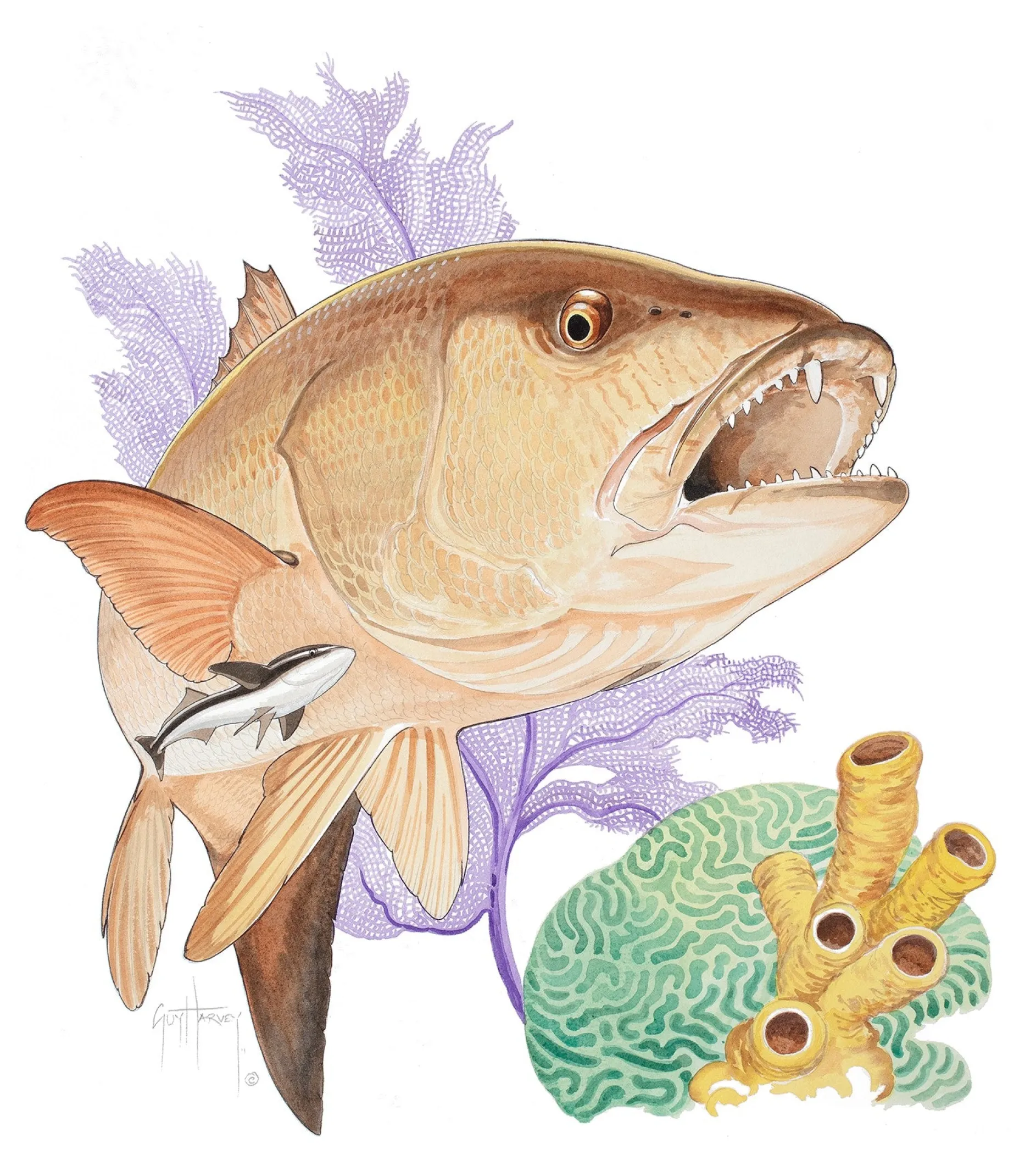 Big Cubera Snapper