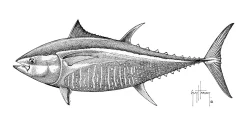 Bluefin Tuna Stipple