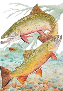 Brook Trout