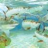 CARIBBEAN ENCOUNTER