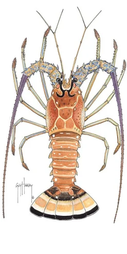Caribbean Lobster Watercolor