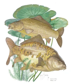 CARP