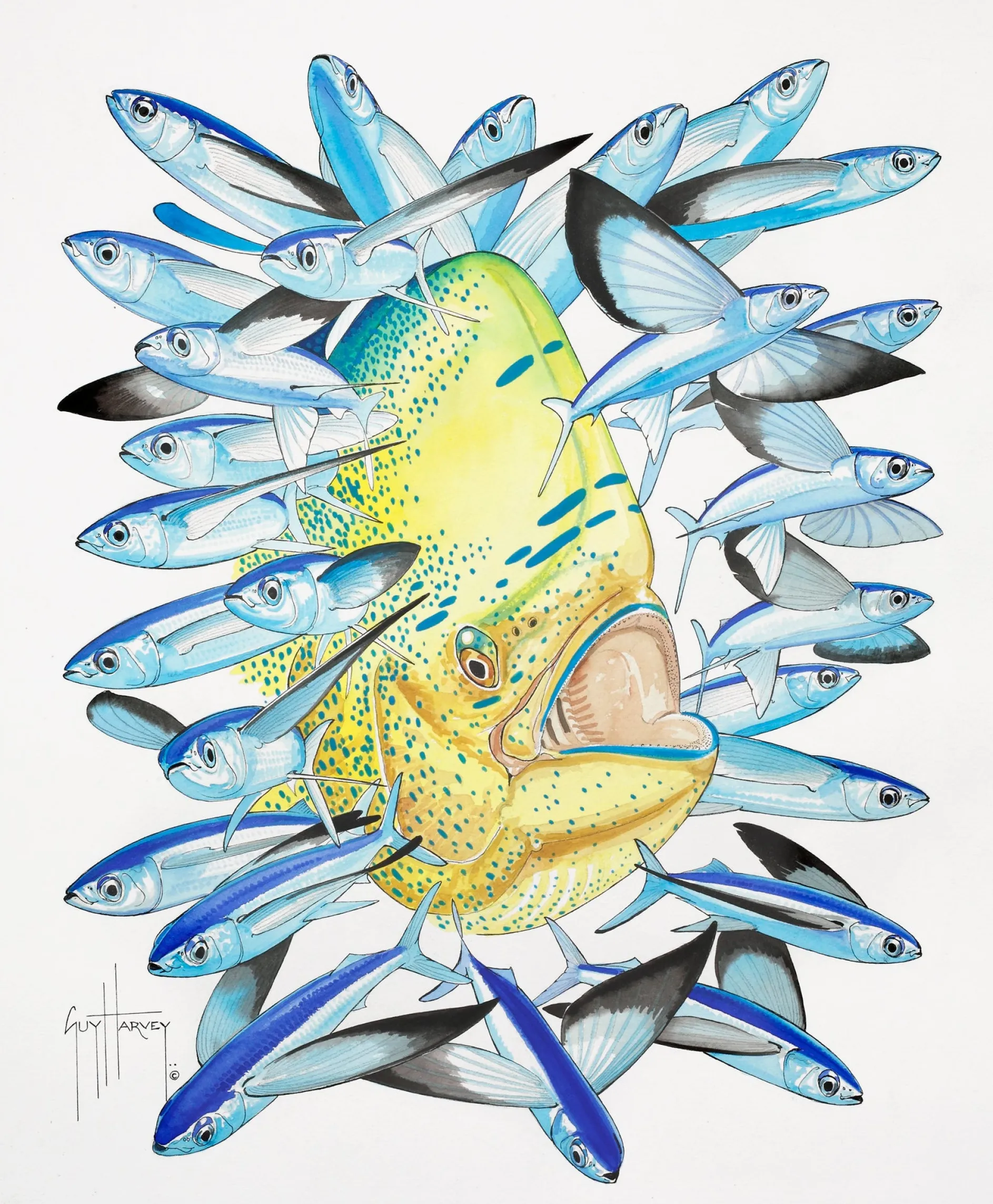 Dolphin & Black Winged Flying Fish