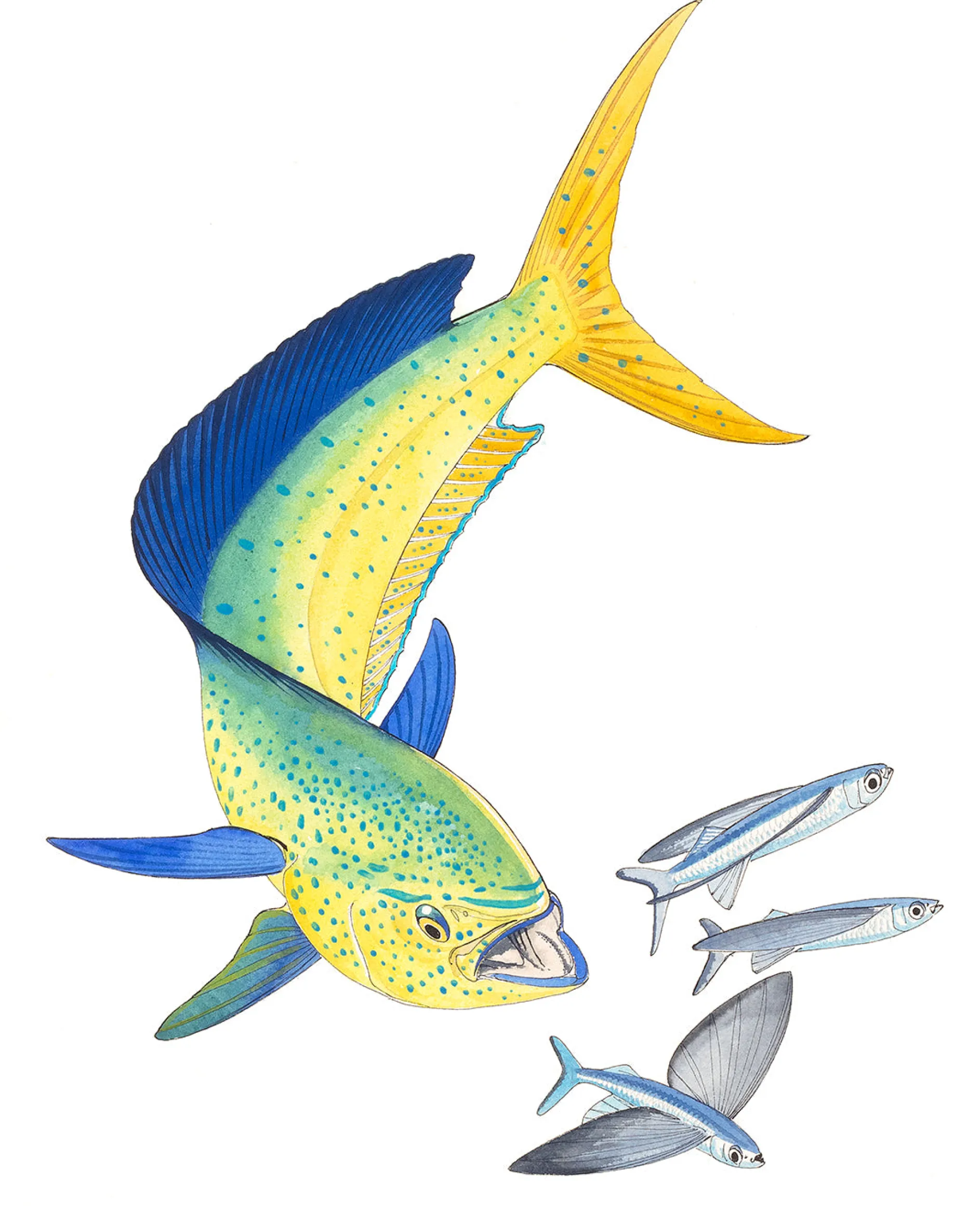 Dolphin and Three Flyfish I