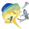 Dolphin and Three Flyfish II