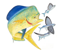 Dolphin and Three Flyfish II