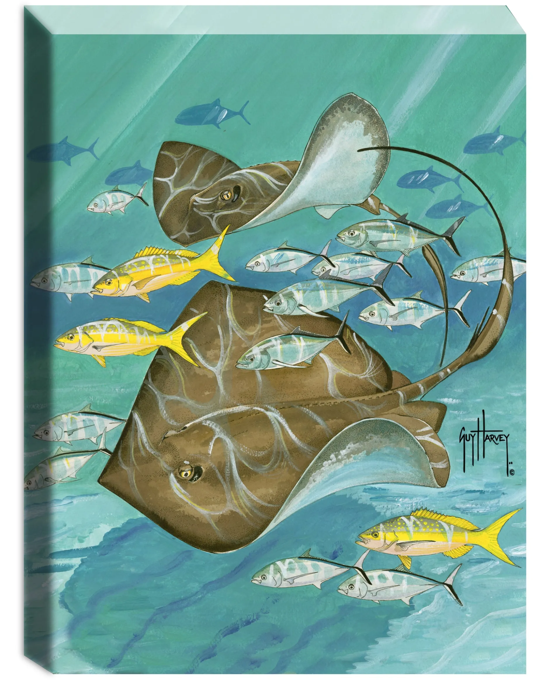 "Dual Stingrays" Small Canvas Art