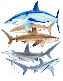 Endangered Sharks