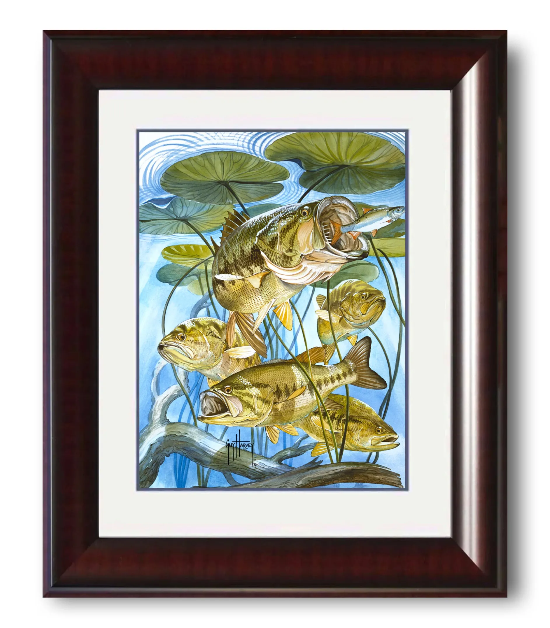 "Five Largemouth Bass Under Lily Pads" Grande Mini Print