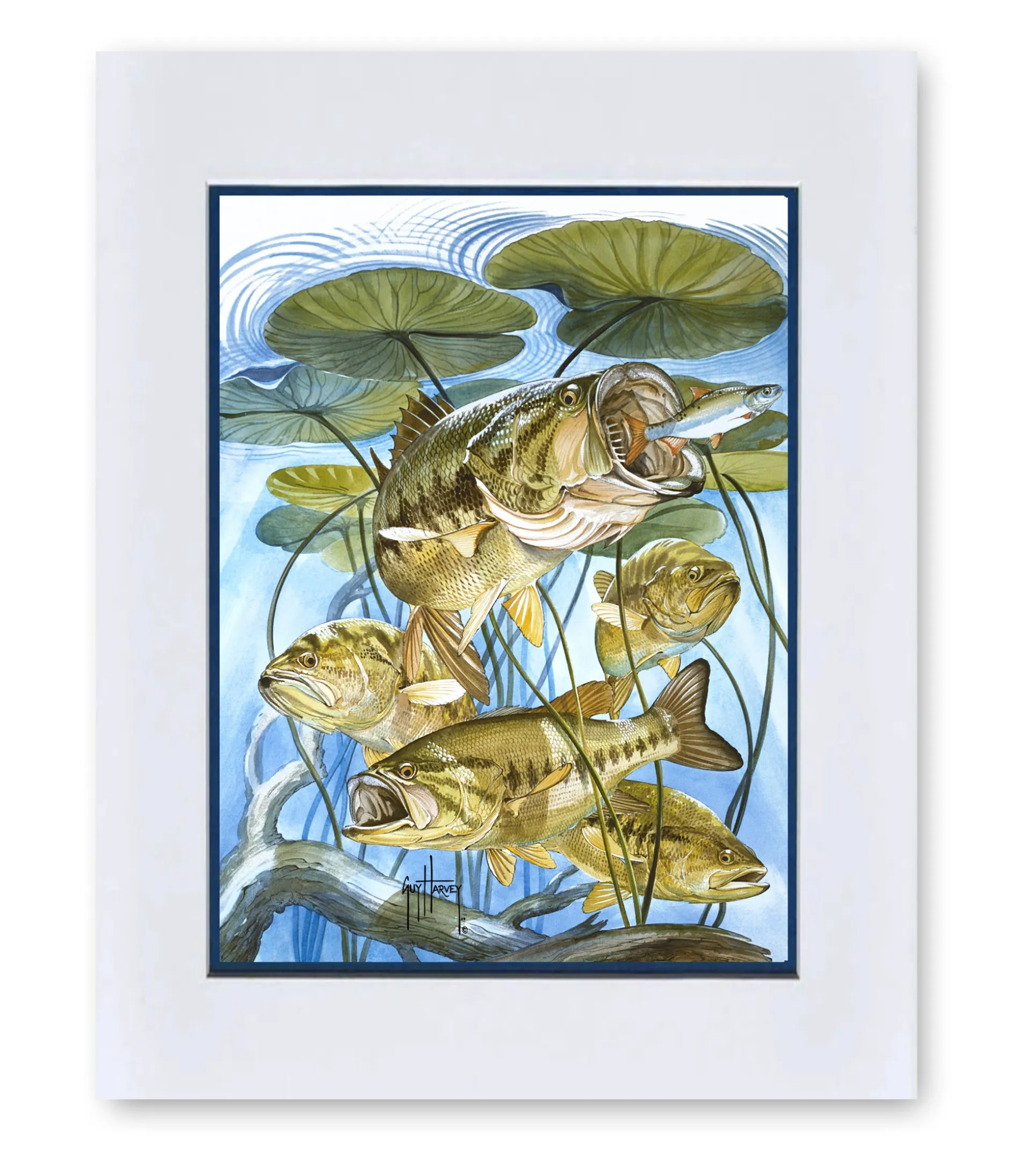 "Five Largemouth Bass Under Lily Pads" Grande Mini Print