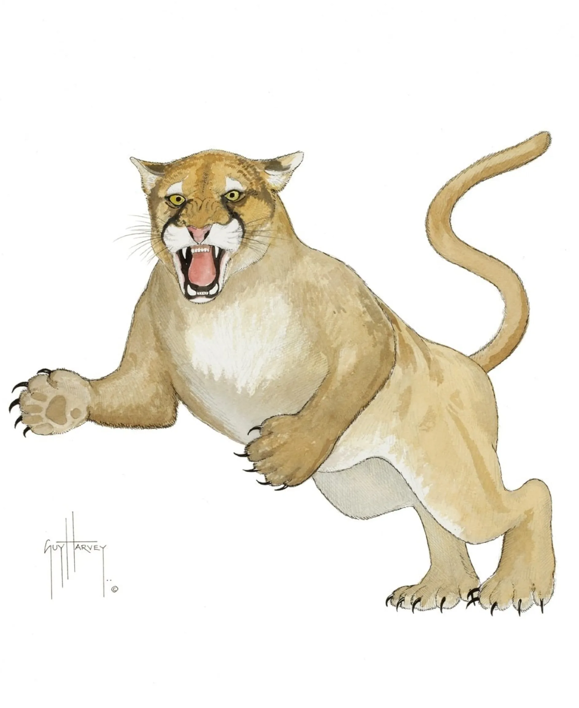 FLORIDA PANTHER
