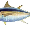 FOTOO BIG EYE TUNA