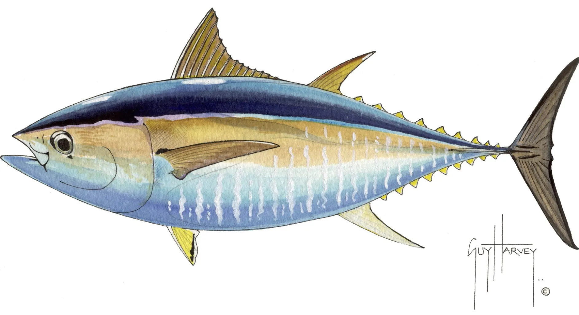 FOTOO BIG EYE TUNA