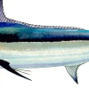 FOTOO BLACK MARLIN MALE