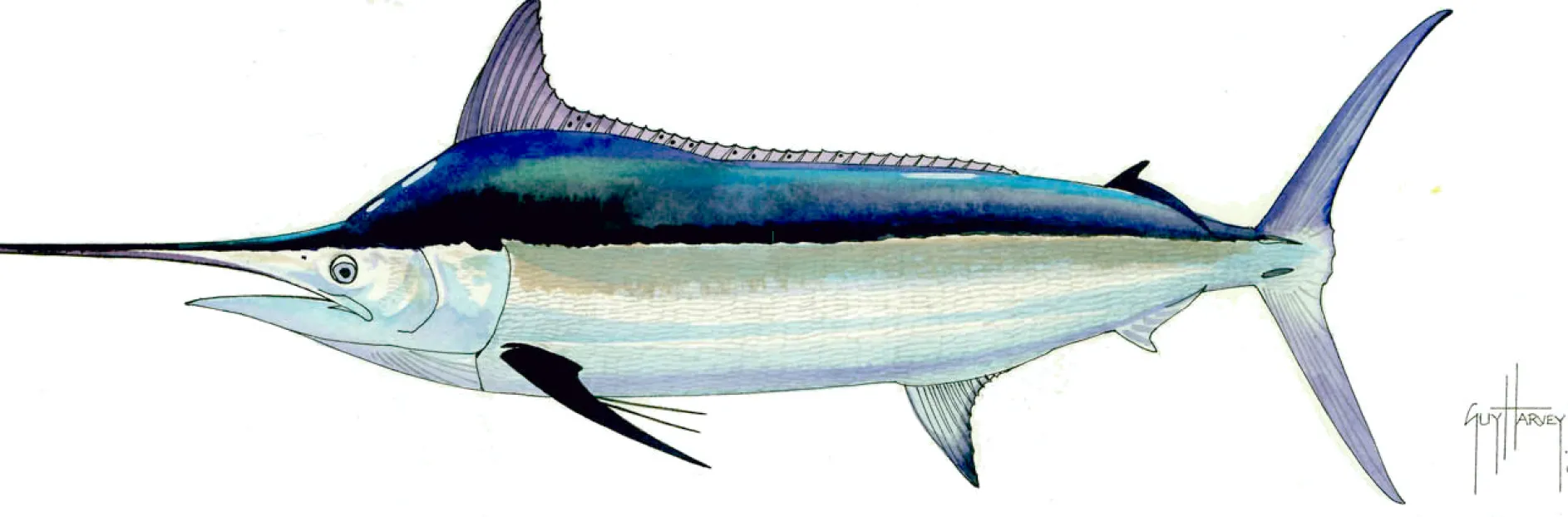 FOTOO BLACK MARLIN MALE