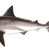 FOTOO BULL SHARK