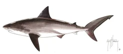 FOTOO BULL SHARK