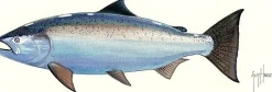 FOTOO CHINOOK SALMON