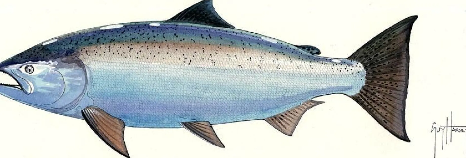 FOTOO CHINOOK SALMON
