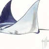 FOTOO PACIFIC MANTA RAY