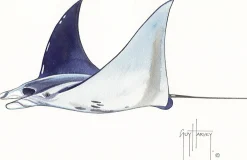 FOTOO PACIFIC MANTA RAY