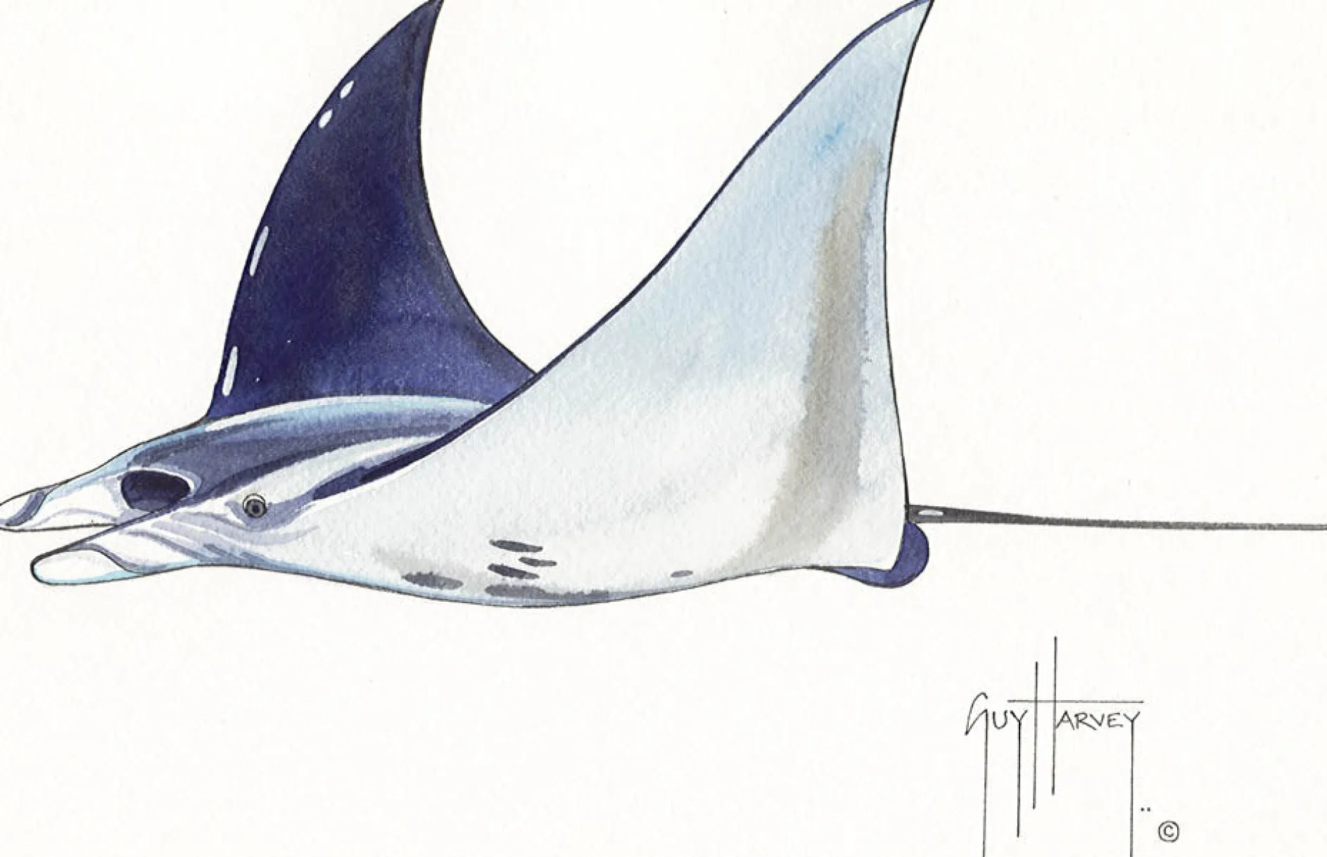 FOTOO PACIFIC MANTA RAY