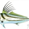 FOTOO ROOSTERFISH