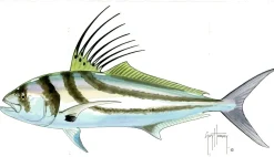 FOTOO ROOSTERFISH