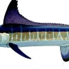 FOTOO ROUNDSCALE SPEARFISH