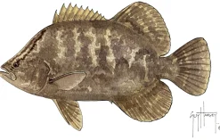 FOTOO TRIPLETAIL