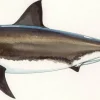 FOTOO WHITE SHARK