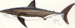 FOTOO WHITE SHARK