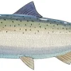 FOTOO-ATLANTIC SALMON