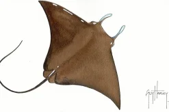 FOTOO-DEVIL RAY