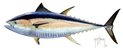 FOTOO-PACIFIC BLUEFIN TUNA