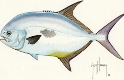 FOTOO-PERMIT