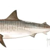 FOTOO-TIGER SHARK