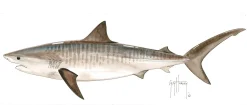 FOTOO-TIGER SHARK
