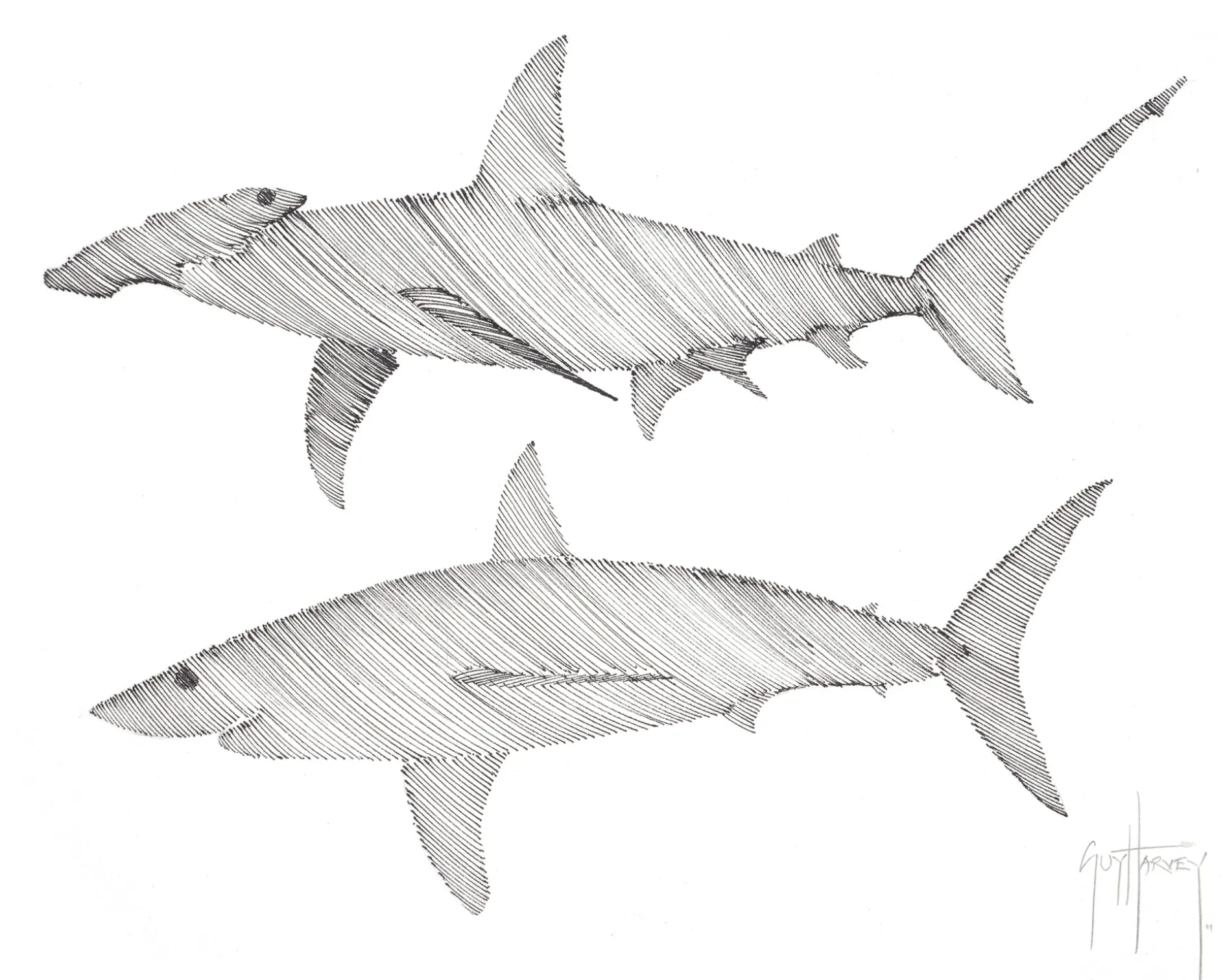 Great Hammerhead and Mako