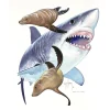 GREAT WHITE AND SEA LIONS
