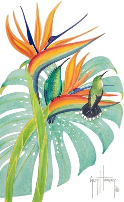 Green Mango Hummingbird with Bird of Paradise