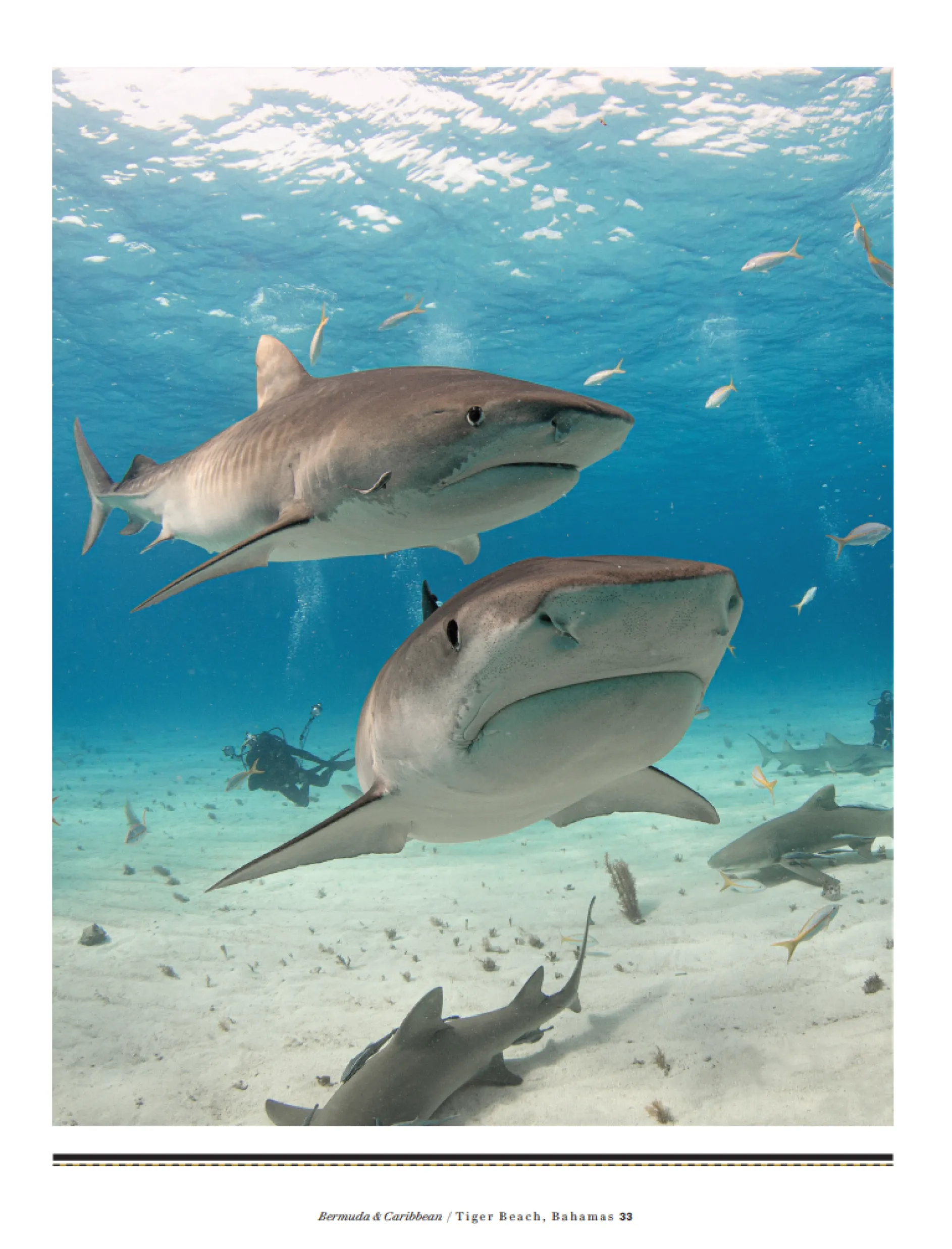 Guy Harvey's Underwater World Bundle