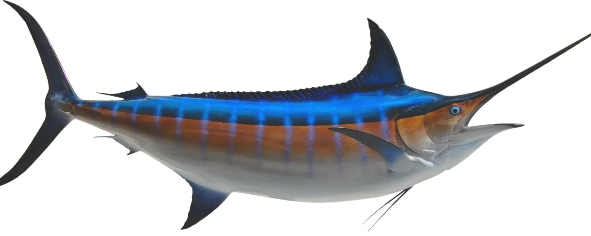 138 INCH BLUE MARLIN
